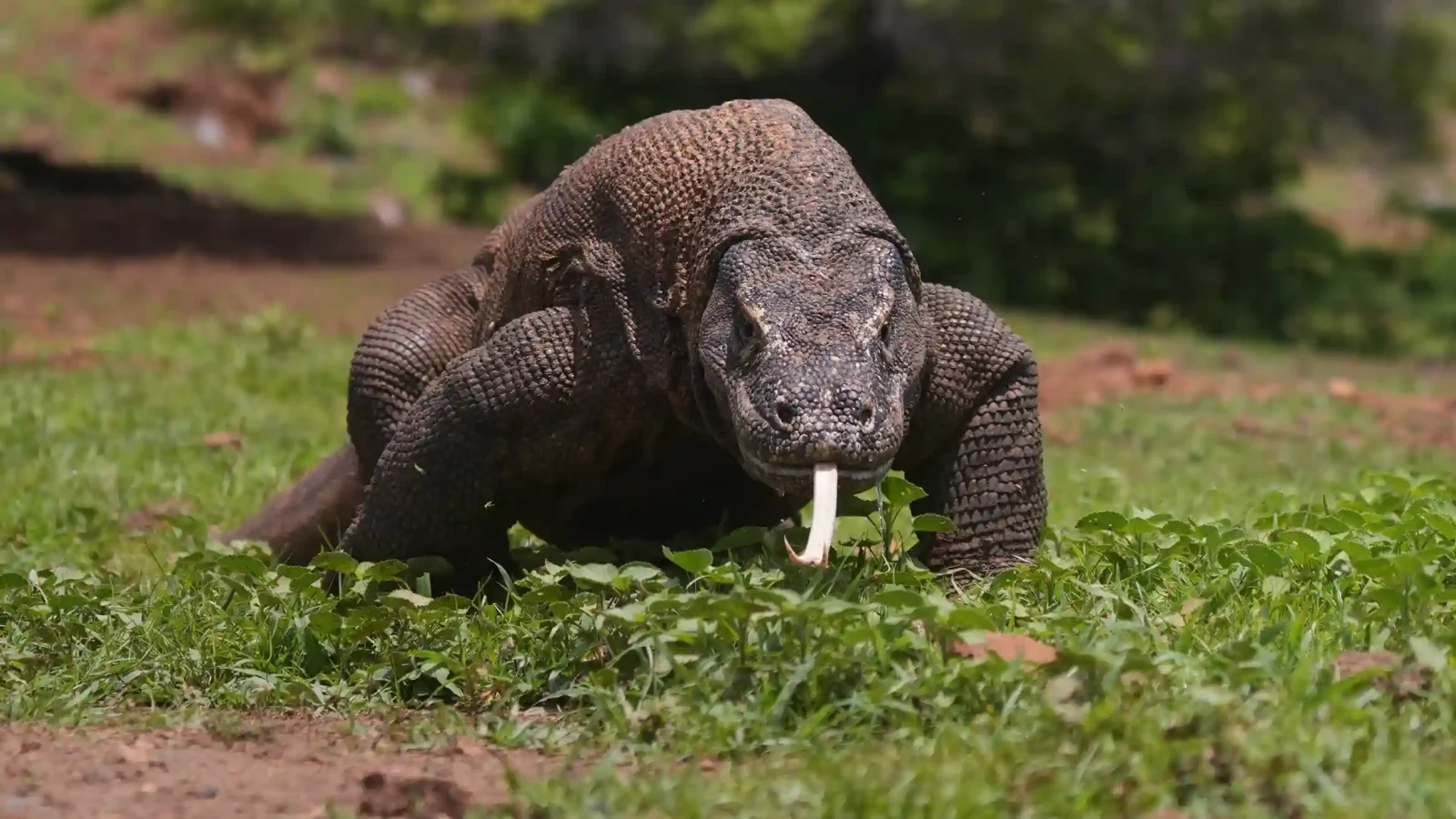 A Komodo dragon beside the ranger trek in Komodo National Park